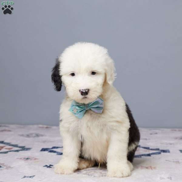 Chief, Old English Sheepdog Puppy